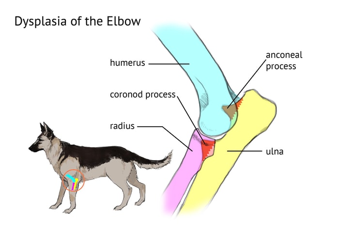 Dog's Elbow