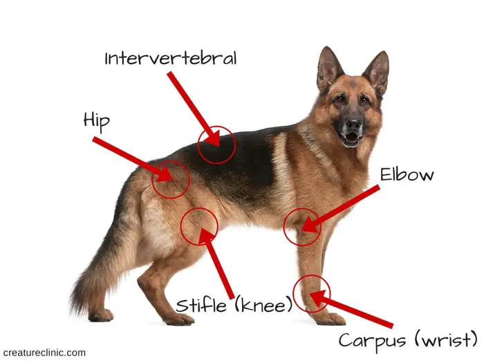 Dog's Important Joints