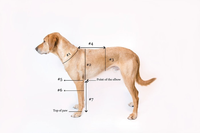 Dogs Leg Measurement