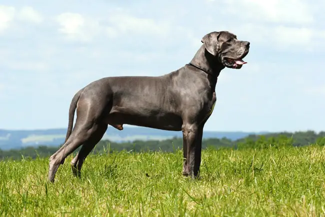 Elbow Dysplasia in Dogs