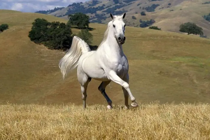 Excellent Horse Lipizzan