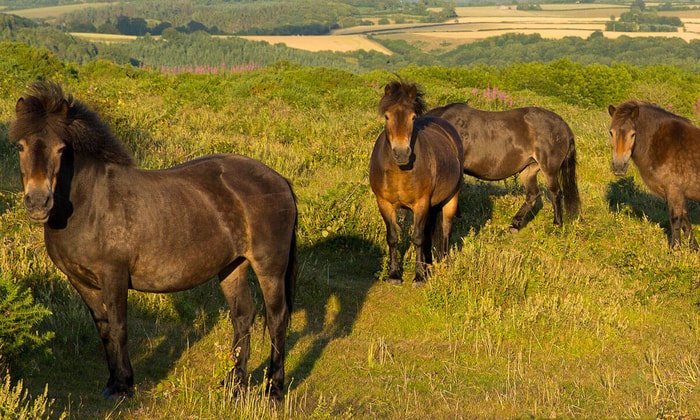 Exmoor Pony of British Isles