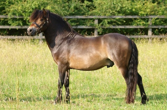 Height and Weight of Exmoor Pony