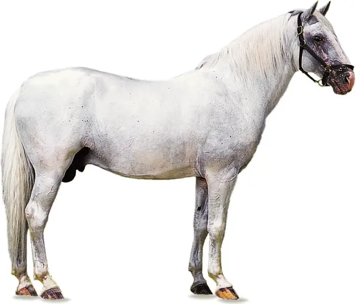 Height and Weight of Lipizzaner