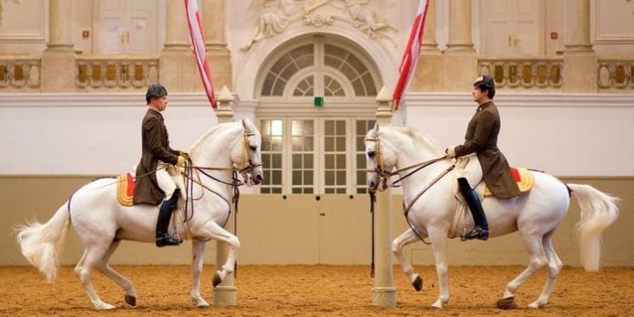 Lipizzan Horse Breed