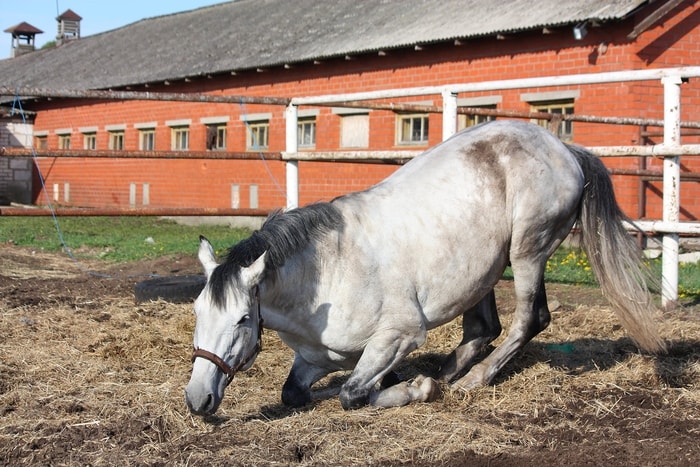 Lymphangitis Signs in Horse