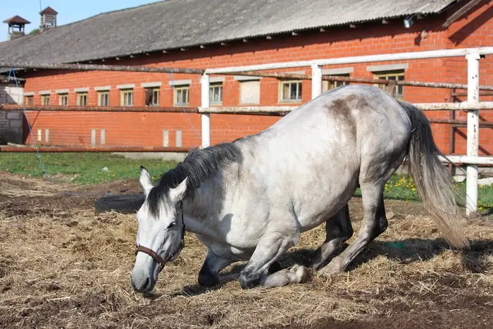 Lymphangitis Signs in Horse