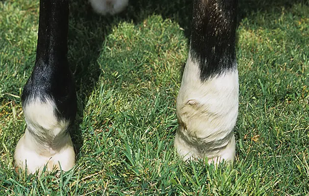 Lymphangitis in Horse Treatment