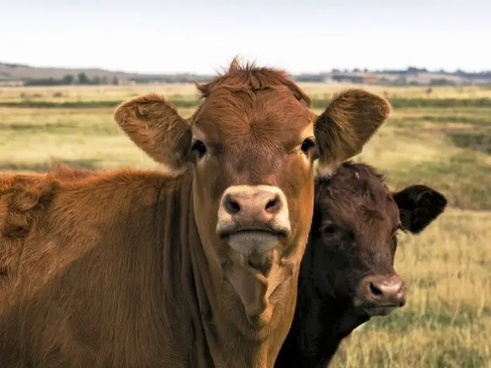 Malignant Catarrhal Fever in Cattle