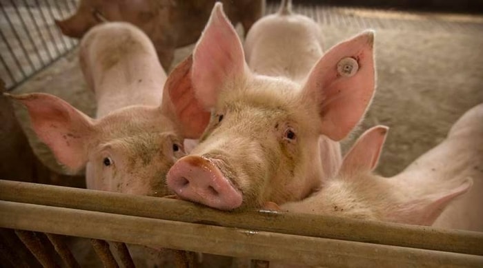 Management of Hog Cholera