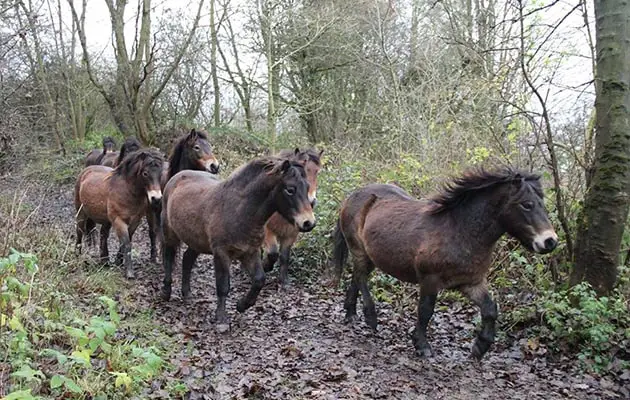 Moorland Ponies