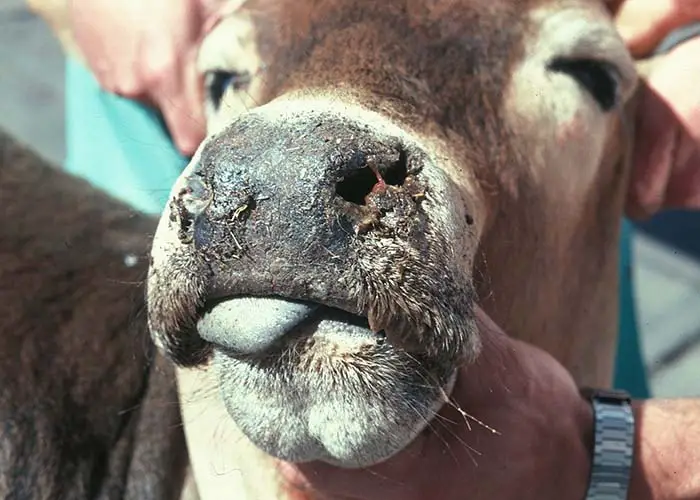 Nasal form of Bovine Malignant Catarrh