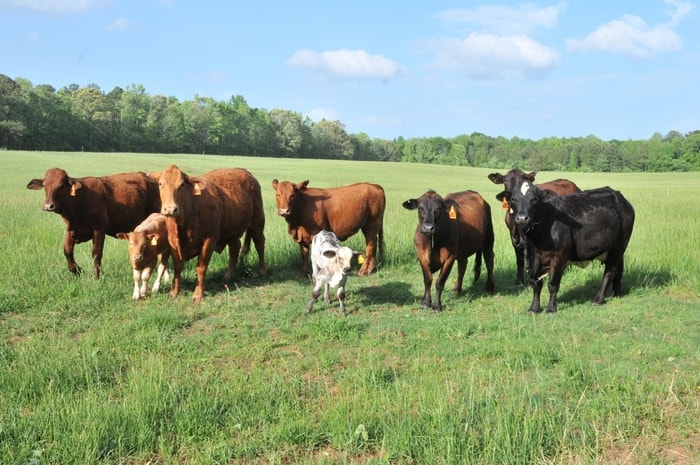 Papillomatosis in Cattle