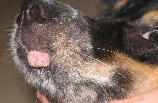 Papillomatosis in Dogs