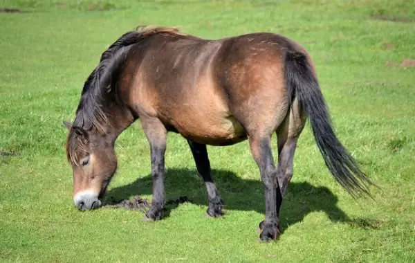 Physical Characteristics of Exmoor