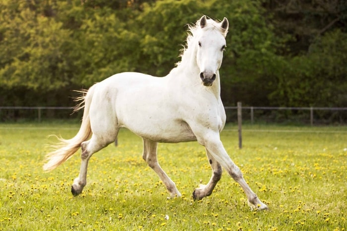 Physical Characteristics of Lipizzan Horse
