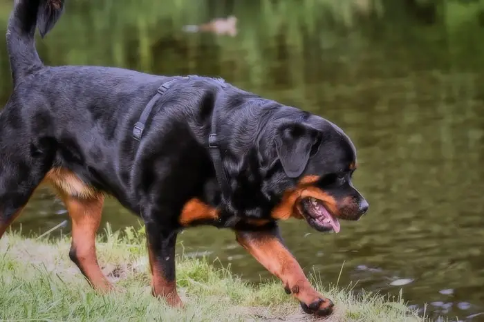 Rottweiler Dog