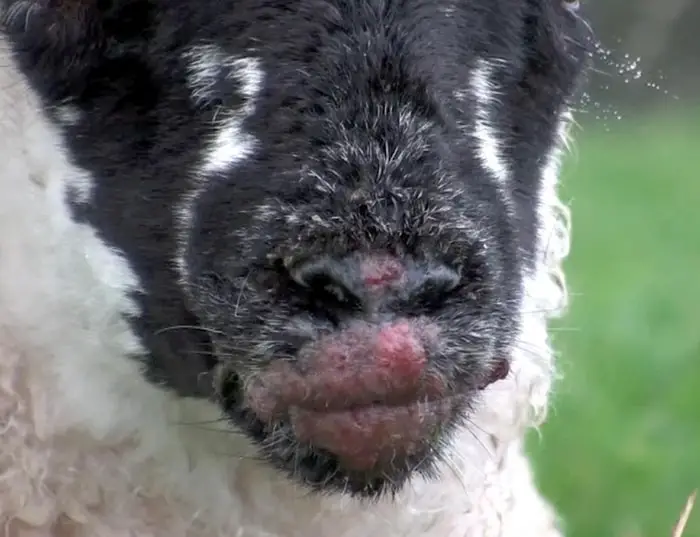 Scabby Mouth in Goats