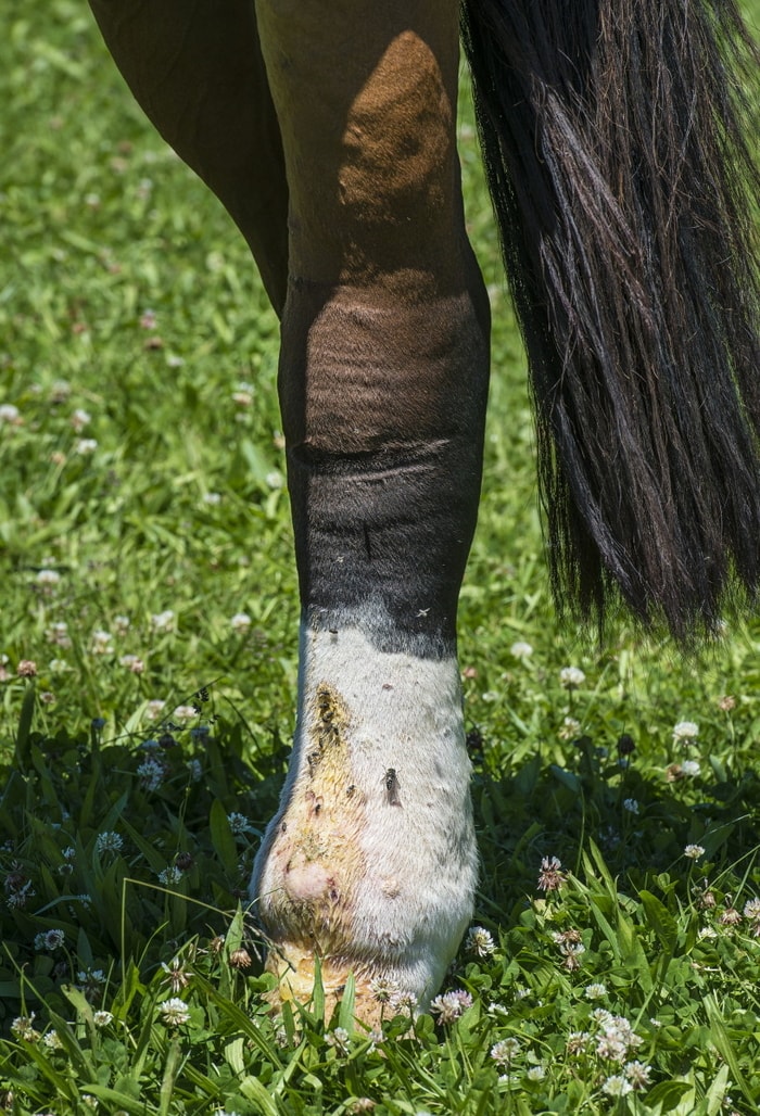 Sporadic Lymphangitis in Horse