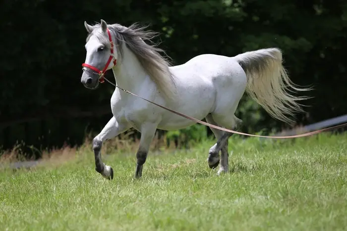 Training of Lipizzan Horse