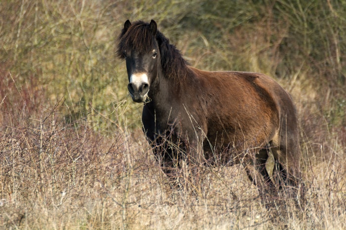 Wild Moorland Pony