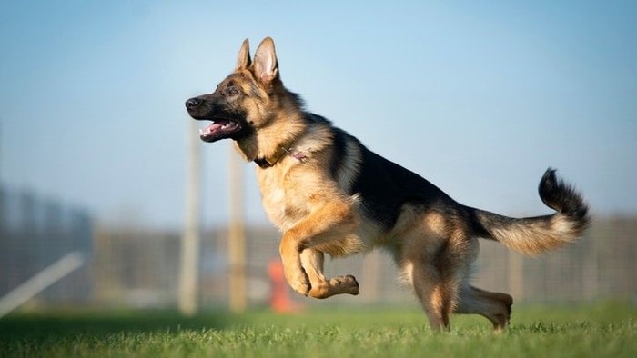 Alsatian Dog