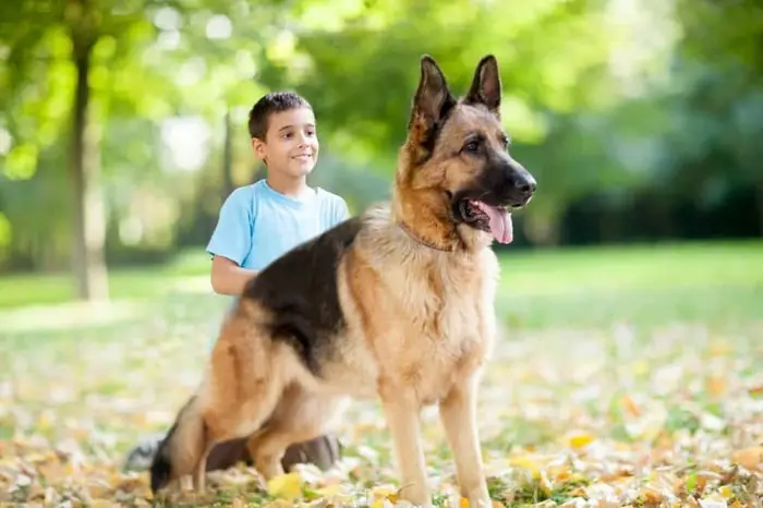 Beautiful German Shepherd Dog