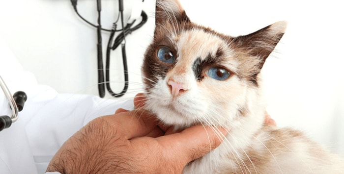 Cat Health