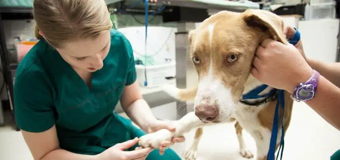 Chondrosarcoma in Dogs