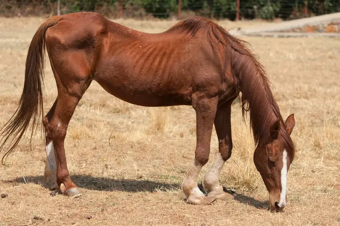 Clinicals Signs of Equine Piroplasmosis