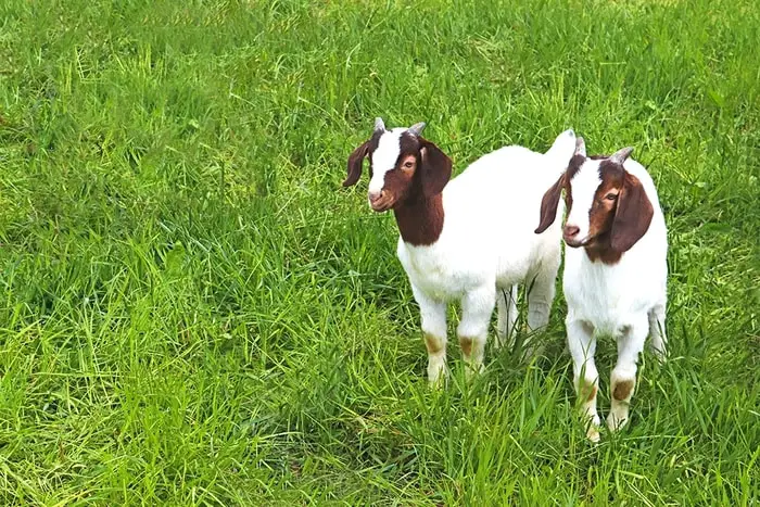 Coccidiosis in Goats