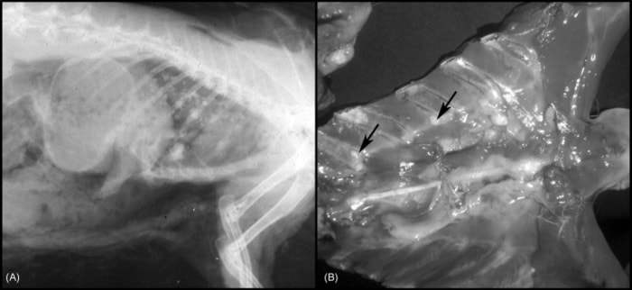 Diagnosis of Chondrosarcoma in Dogs