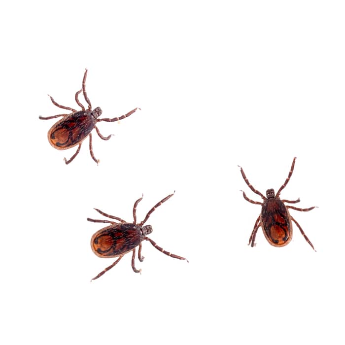 Dog Ticks