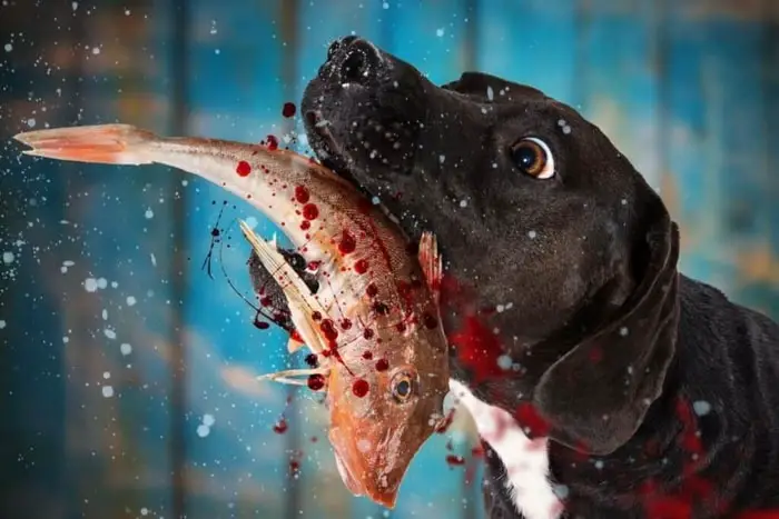 Dogs Eating Raw Fish