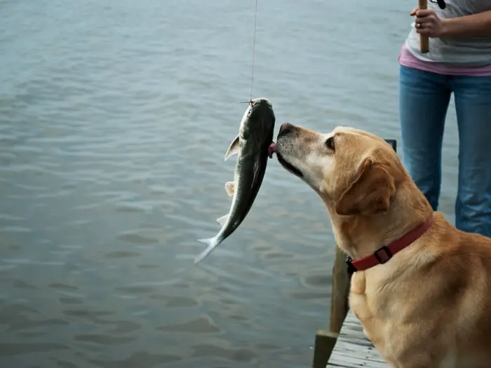 Dogs and Raw Fish