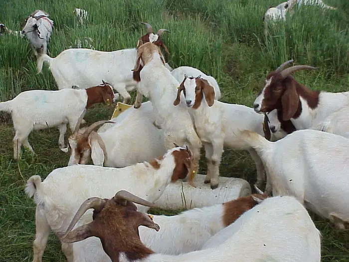 Enterotoxaemia in Goats