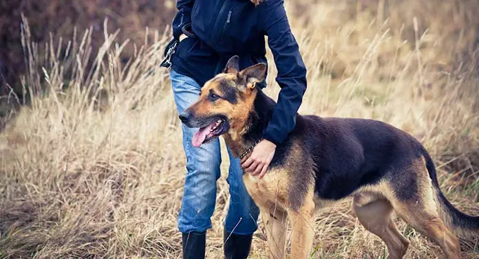 German Shepherd Tracker Dog