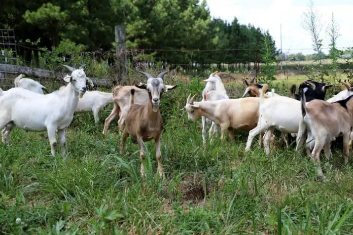 Goat Diseases
