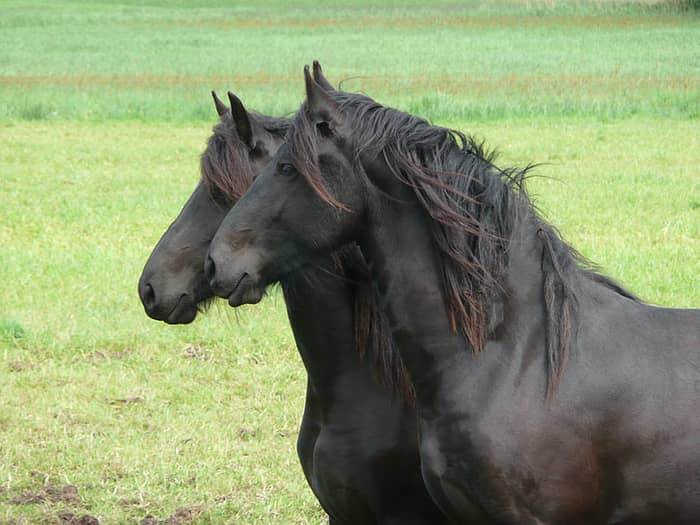 Horse at Teasing