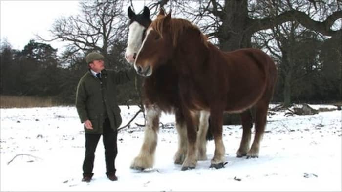 Information on Suffolk Punch