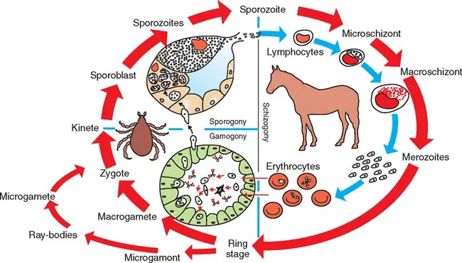 Life Cycle of Babesiosis