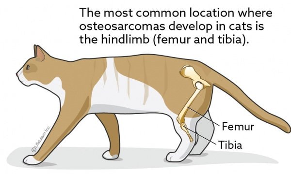 Location of Tumors in Cats