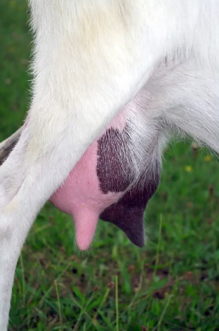 Mastitis in Goats