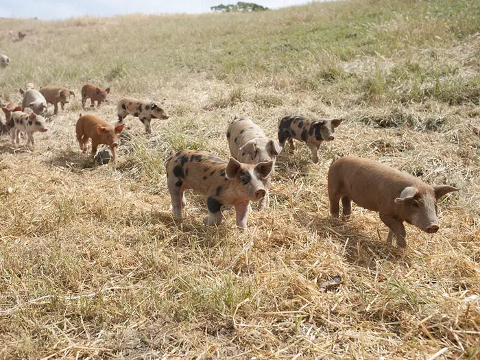 Mastitis in Pigs