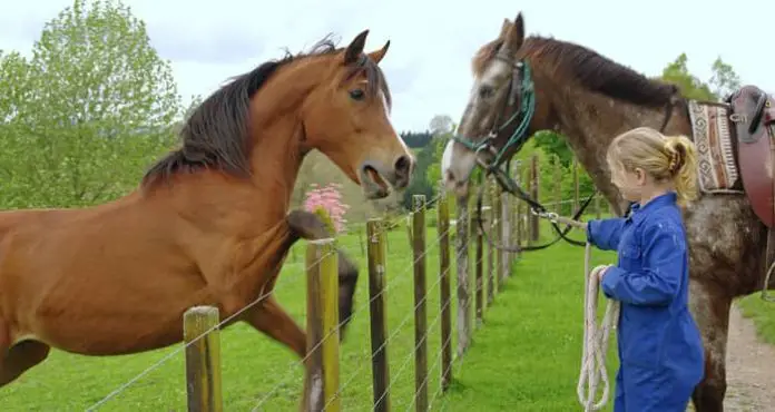 Methods of Horse Teasing