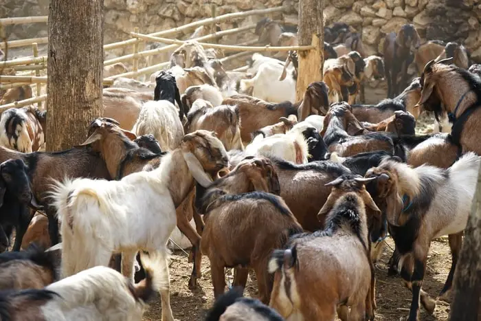 Most Common Goat Diseases