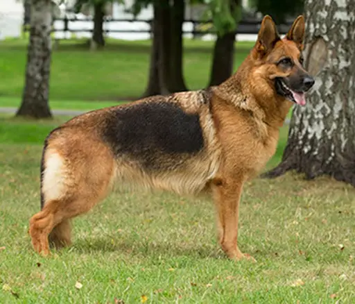 Naming of German Shepherd Dog