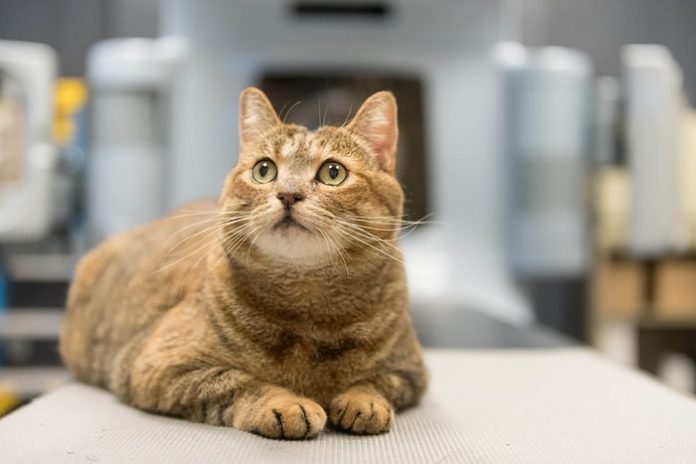 Osteosarcoma in Cats