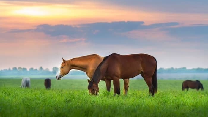 Pasture Teasing