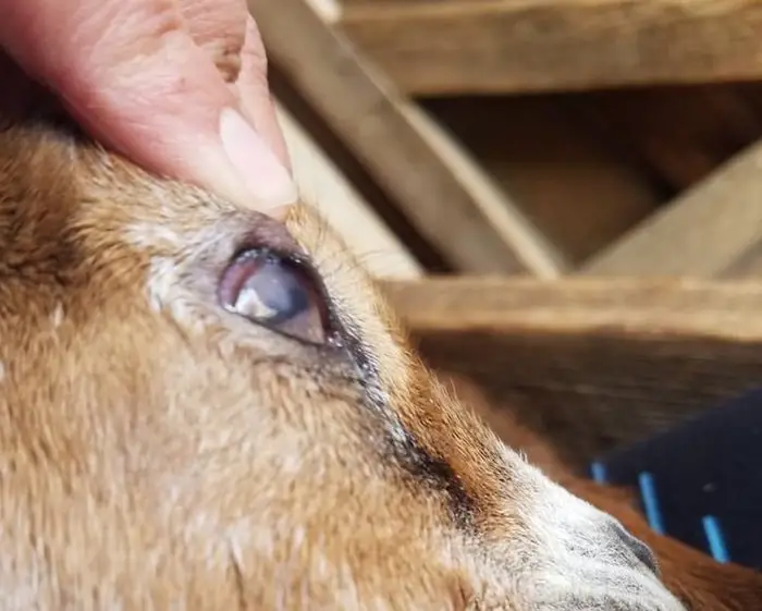 Pink Eye in Goats